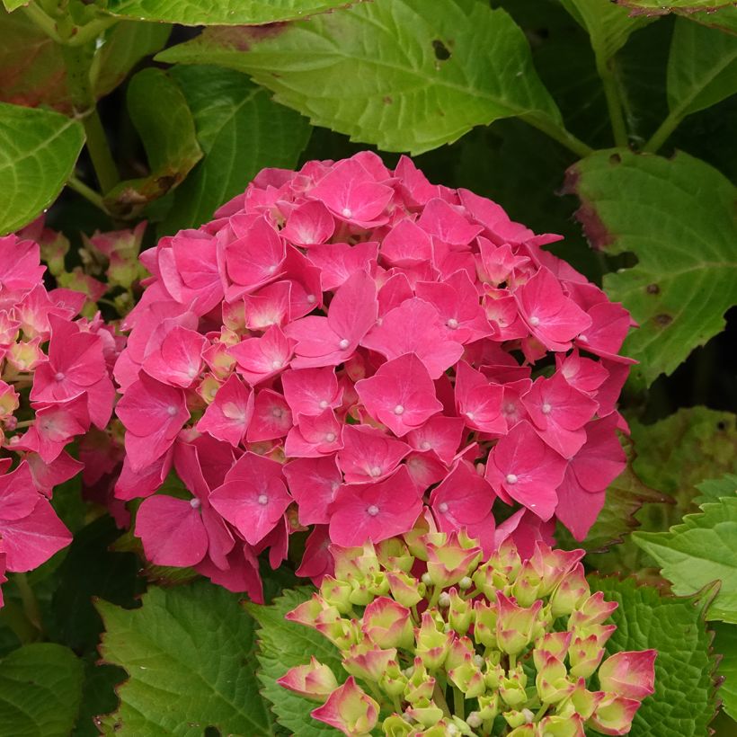 Jalohortensia Glowing Amber (Kukinta)