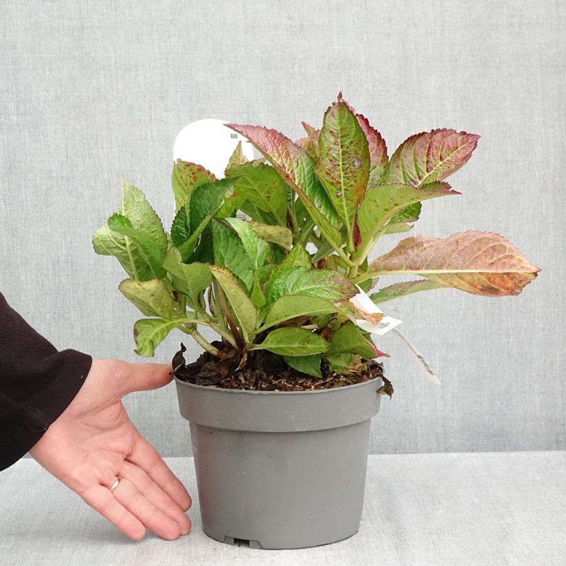 Esimerkki syksyllä toimitetusta Jalohortensia Gräfin Cosel 3 litran/4 litran ruukku-taimesta
