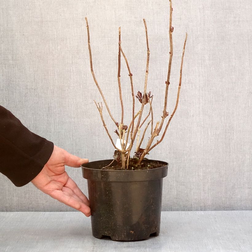 Esimerkki talvella toimitetusta Jalohortensia Gräfin Cosel 3 litran/4 litran ruukku-taimesta