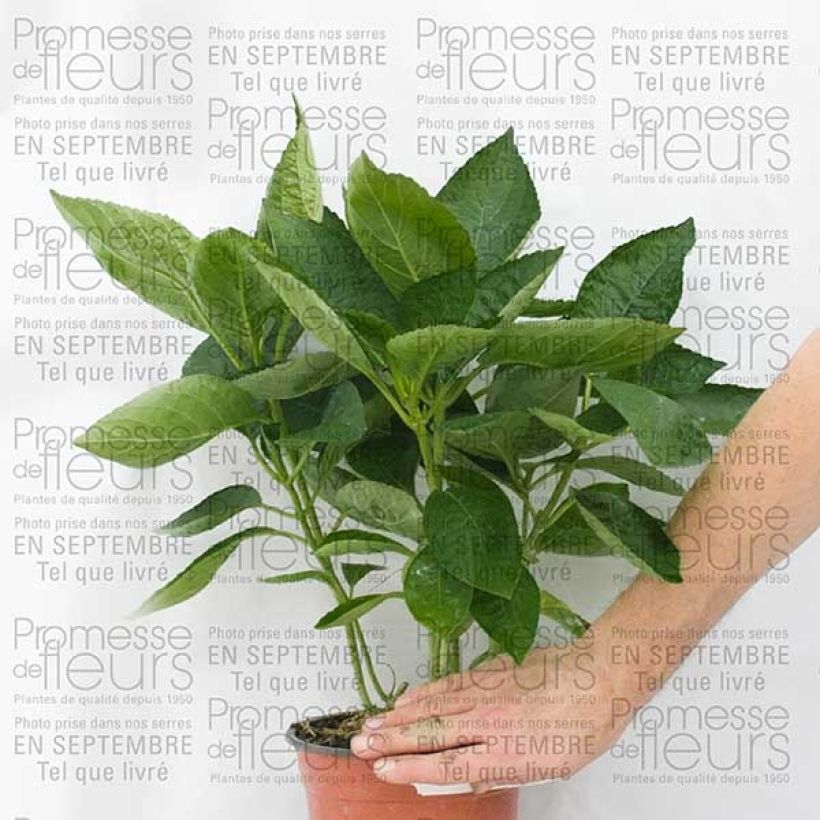 Esimerkki toimitetusta Jalohortensia Great Star Blanc Bleu 2 litran/3 litran ruukku, Pensas-taimesta
