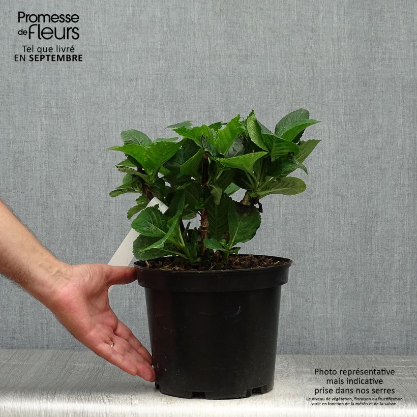 Esimerkki syksyllä toimitetusta Jalohortensia Green EVER Belles 2 litran/3 litran ruukku-taimesta