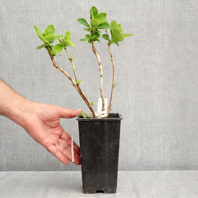 Esimerkki kesällä toimitetusta Jalohortensia Green EVER Belles 1,5 litran / 2 litran kannu-taimesta
