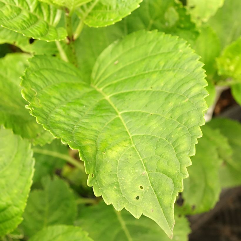 Jalohortensia Green EVER Belles (Lehvistö)