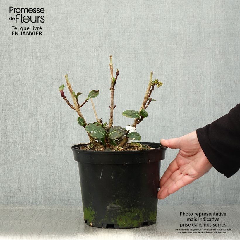 Esimerkki talvella toimitetusta Jalohortensia Green EVER Belles 2 litran/3 litran ruukku-taimesta