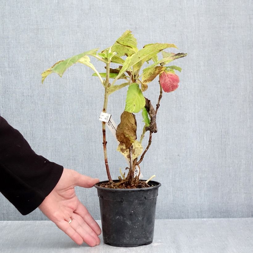 Esimerkki syksyllä toimitetusta Jalohortensia Green EVER Belles 1,5 litran / 2 litran kannu-taimesta