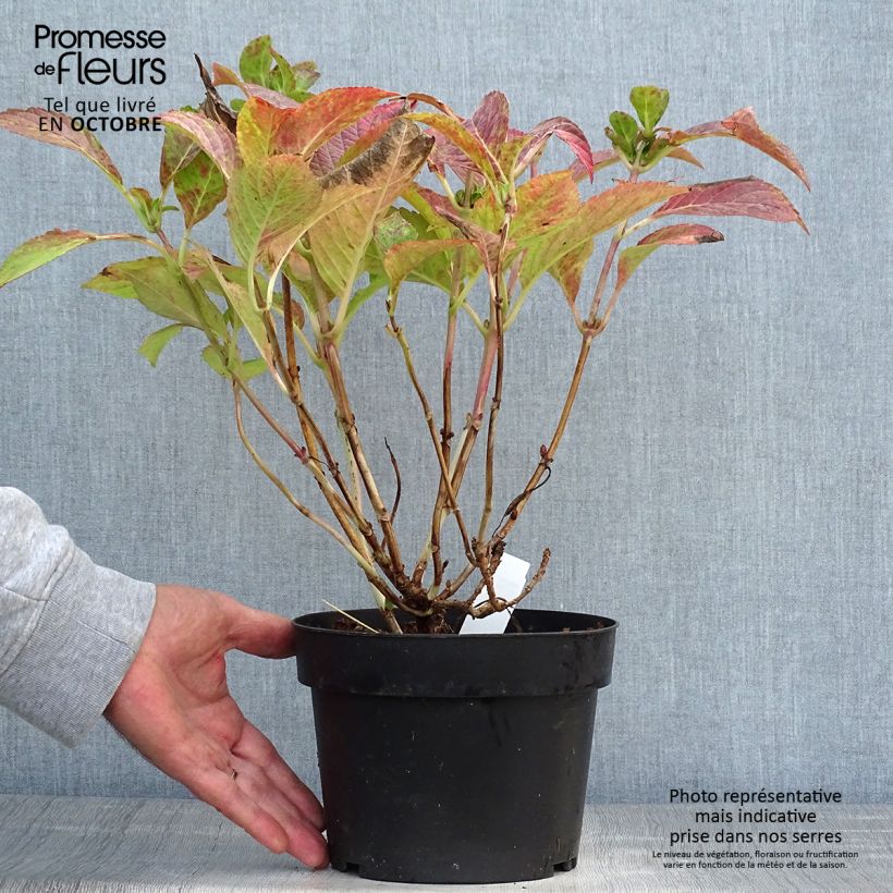 Esimerkki syksyllä toimitetusta Jalohortensia Green shadow 2 litran/3 litran ruukku-taimesta