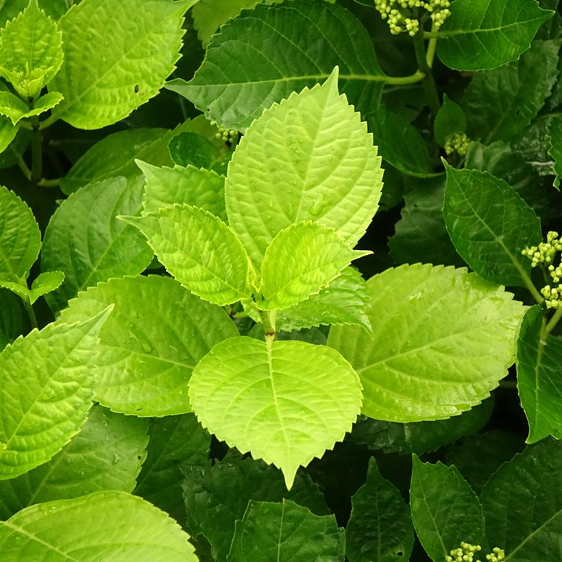 Jalohortensia Hovaria Hobergine (Lehvistö)