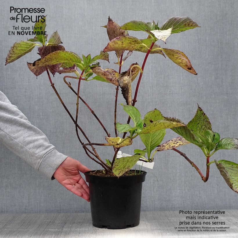 Esimerkki syksyllä toimitetusta Jalohortensia Hovaria Hopcorn 4 litran/5 litran ruukku-taimesta