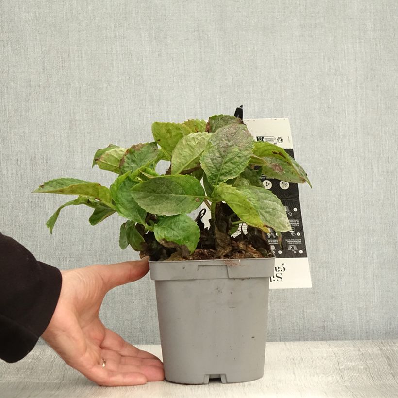 Esimerkki syksyllä toimitetusta Jalohortensia Immaculata 2 litran/3 litran ruukku-taimesta