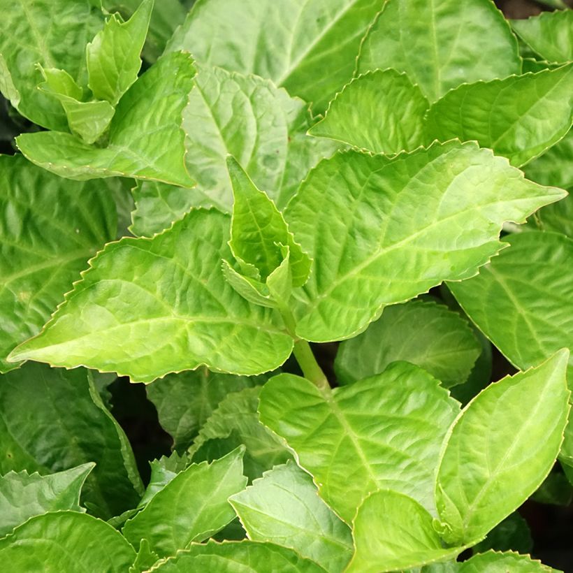 Jalohortensia Immaculata (Lehvistö)