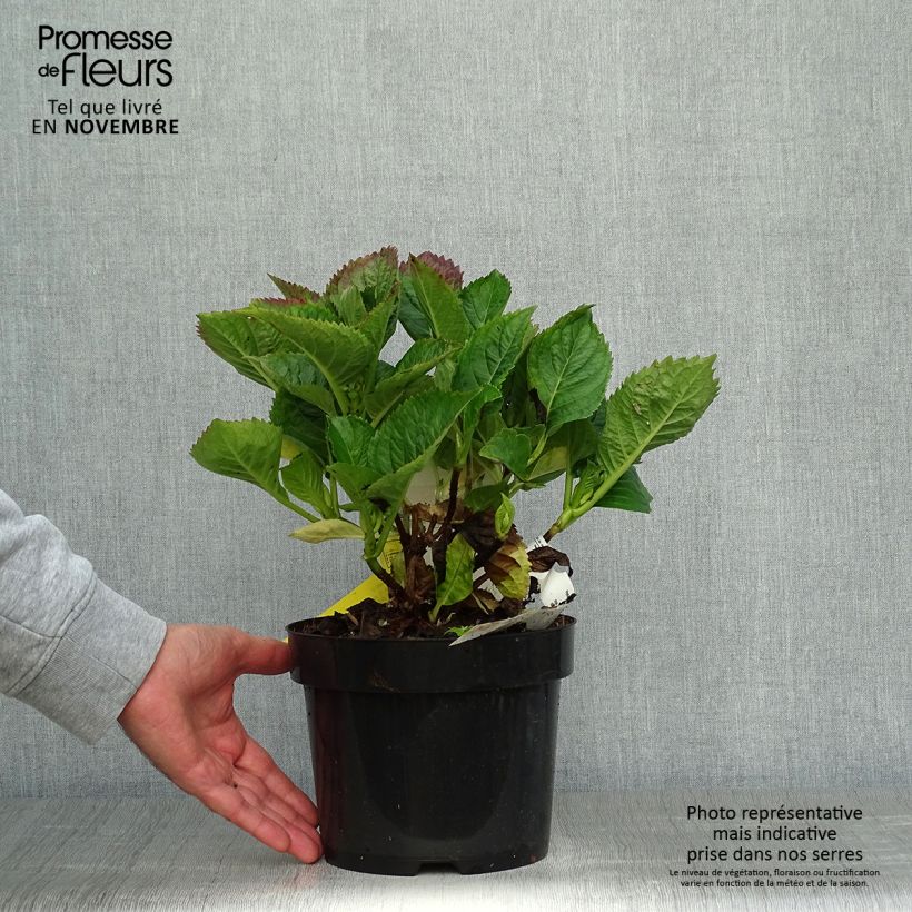 Esimerkki syksyllä toimitetusta Jalohortensia Royalty Kardinal Violet 2 litran/3 litran ruukku-taimesta