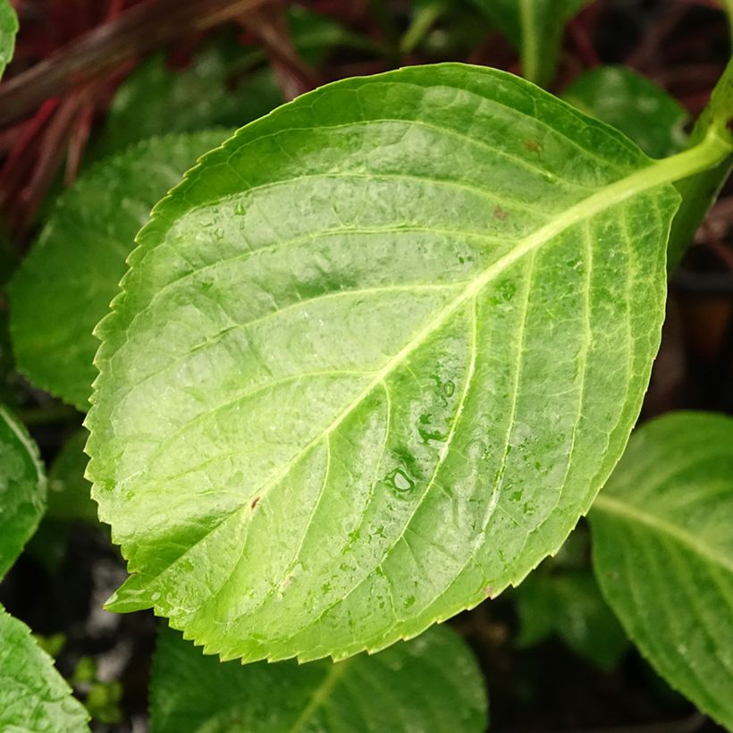 Jalohortensia Kazan (Lehvistö)