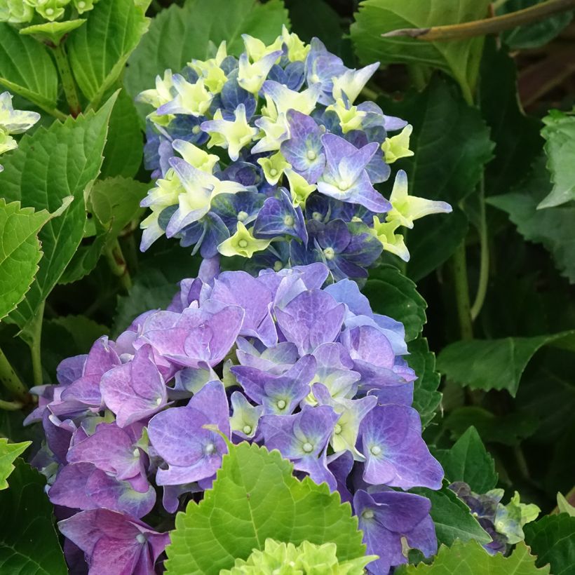 Jalohortensia Lady Mata Hari (Kukinta)