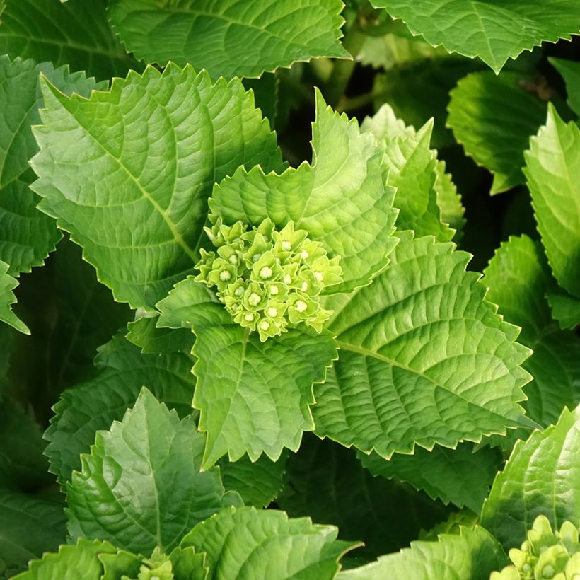 Jalohortensia Lady Mata Hari (Lehvistö)