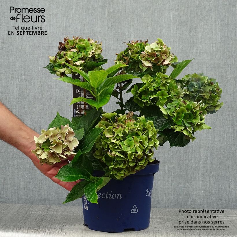 Esimerkki syksyllä toimitetusta Jalohortensia Lady Mata Hari 2 litran/3 litran ruukku-taimesta