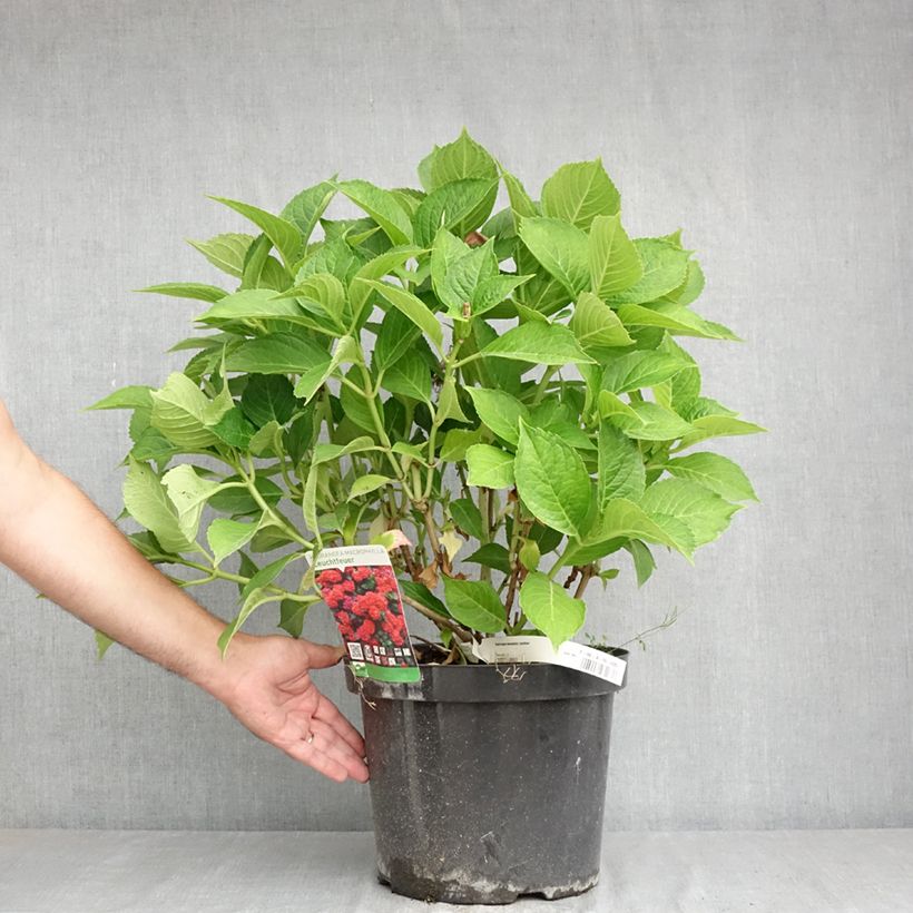 Esimerkki kesällä toimitetusta Jalohortensia Leuchtfeuer 7,5 litran / 10 litran ruukku-taimesta
