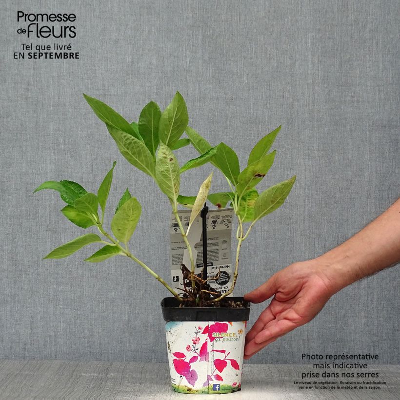 Esimerkki syksyllä toimitetusta Jalohortensia Libelle 2 litran/3 litran ruukku-taimesta
