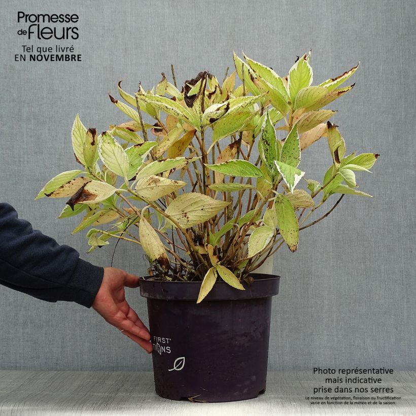 Esimerkki syksyllä toimitetusta Jalohortensia Light'o'Day 7,5 litran / 10 litran ruukku-taimesta