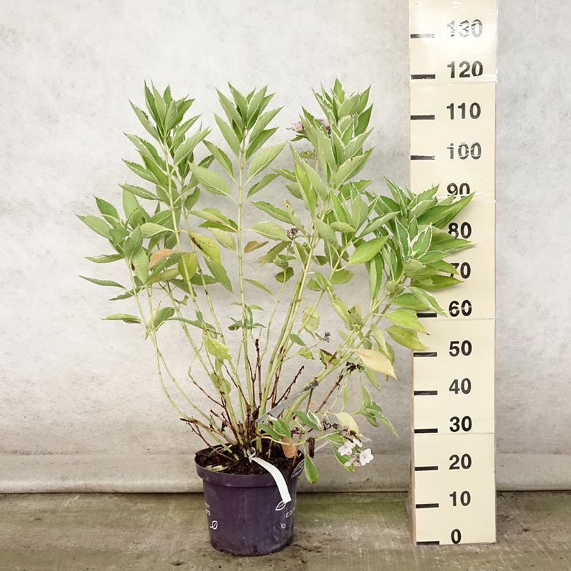 Esimerkki kesällä toimitetusta Jalohortensia Light'o'Day 7,5 litran / 10 litran ruukku-taimesta