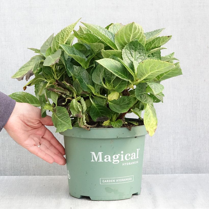 Esimerkki syksyllä toimitetusta Jalohortensia Magical Amethyst 4 litran/5 litran ruukku-taimesta