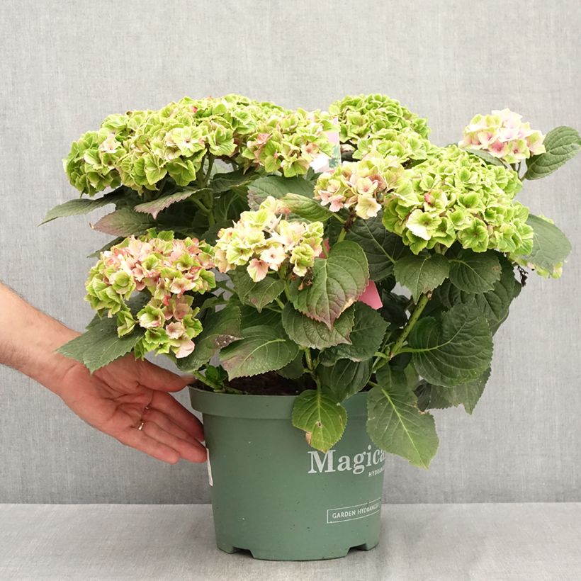 Esimerkki kesällä toimitetusta Jalohortensia Magical Amethyst 4 litran/5 litran ruukku-taimesta