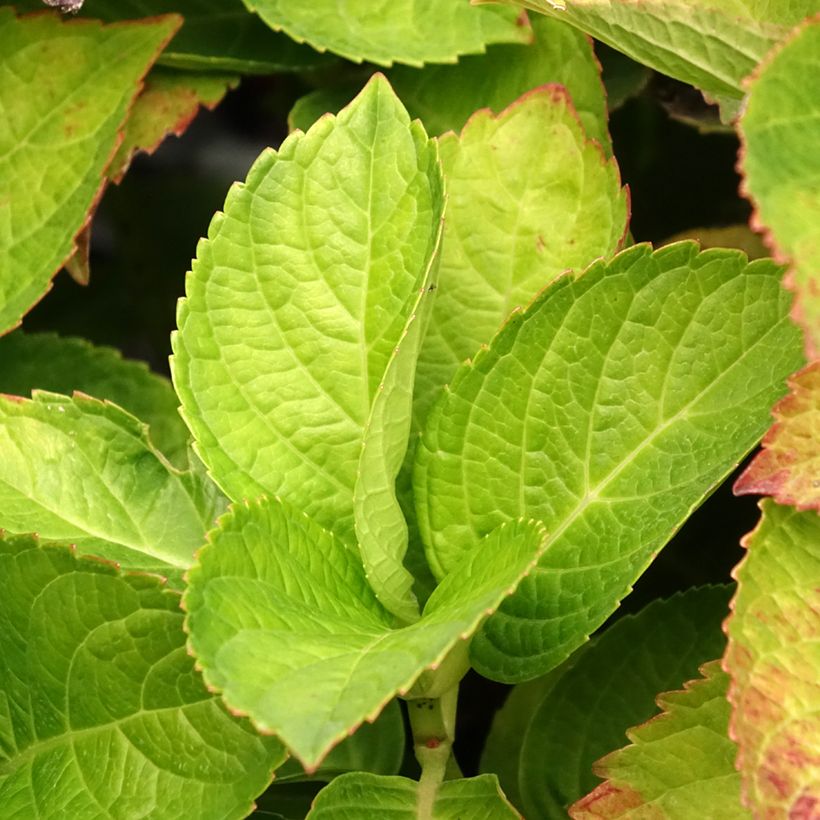 Jalohortensia Magical Coral rosa (vaaleanpunainen) (Lehvistö)