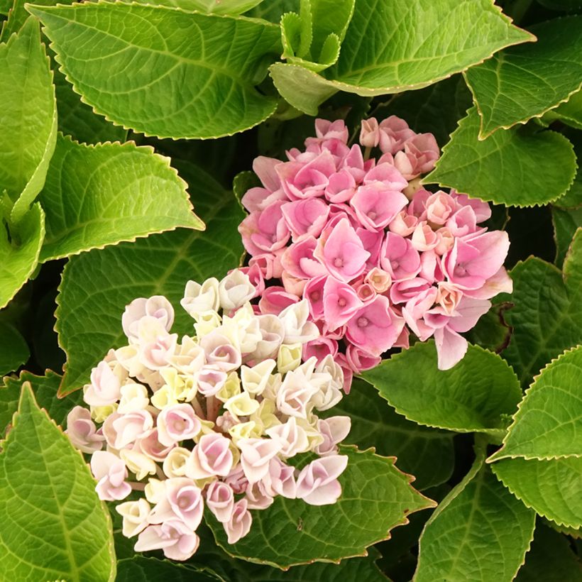 Jalohortensia Magical Coral rosa (vaaleanpunainen) (Kukinta)