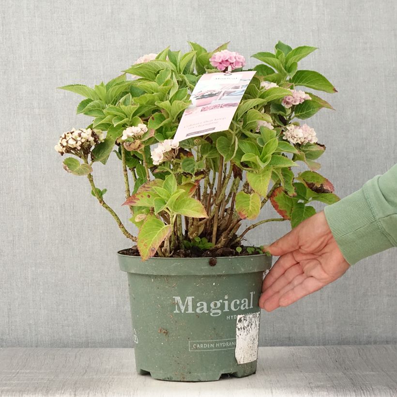 Esimerkki kesällä toimitetusta Jalohortensia Magical Coral rosa (vaaleanpunainen) 4 litran/5 litran ruukku-taimesta