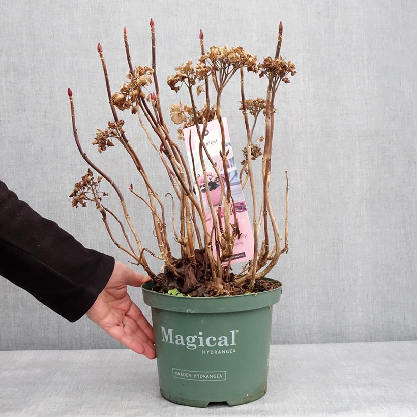 Esimerkki talvella toimitetusta Jalohortensia Magical Coral rosa (vaaleanpunainen) 4 litran/5 litran ruukku-taimesta