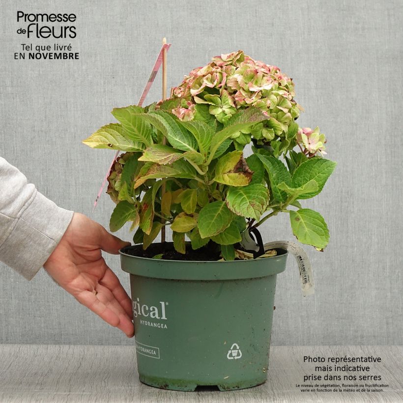 Esimerkki syksyllä toimitetusta Jalohortensia Magical Jewel rosa (vaaleanpunainen) 4 litran/5 litran ruukku-taimesta