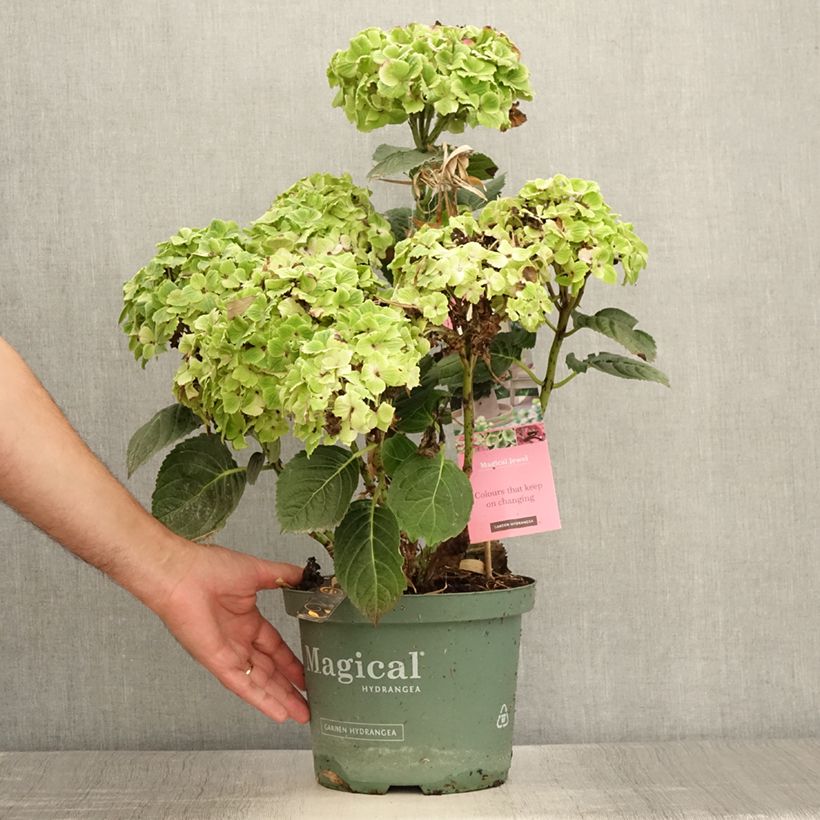 Esimerkki kesällä toimitetusta Hortensia - Hydrangea macrophylla Magical Jewel rosa Pot de 4L/5L-taimesta