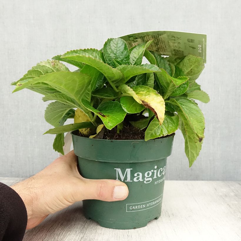 Esimerkki syksyllä toimitetusta Jalohortensia Magical Noblesse 2 litran/3 litran ruukku-taimesta
