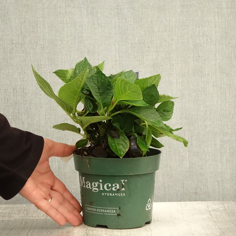 Esimerkki syksyllä toimitetusta Jalohortensia Magical Revolution Bleu 1,5 litran / 2 litran kannu-taimesta