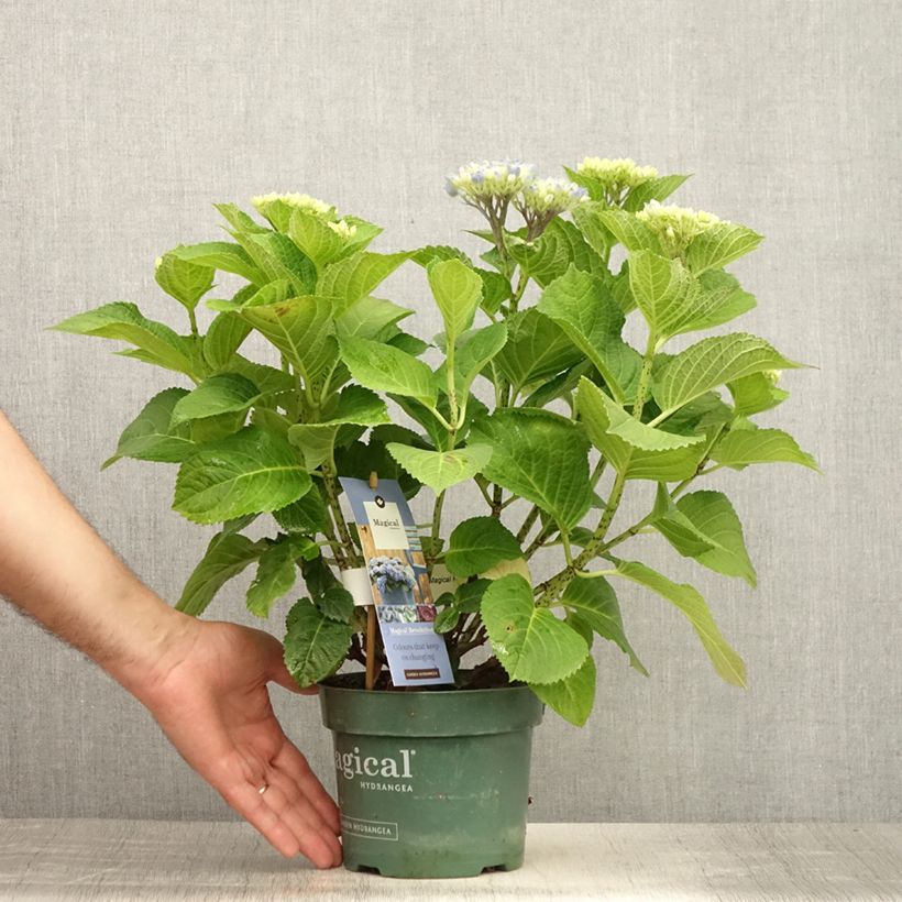 Esimerkki kesällä toimitetusta Jalohortensia Magical Revolution Bleu 1,5 litran / 2 litran kannu-taimesta