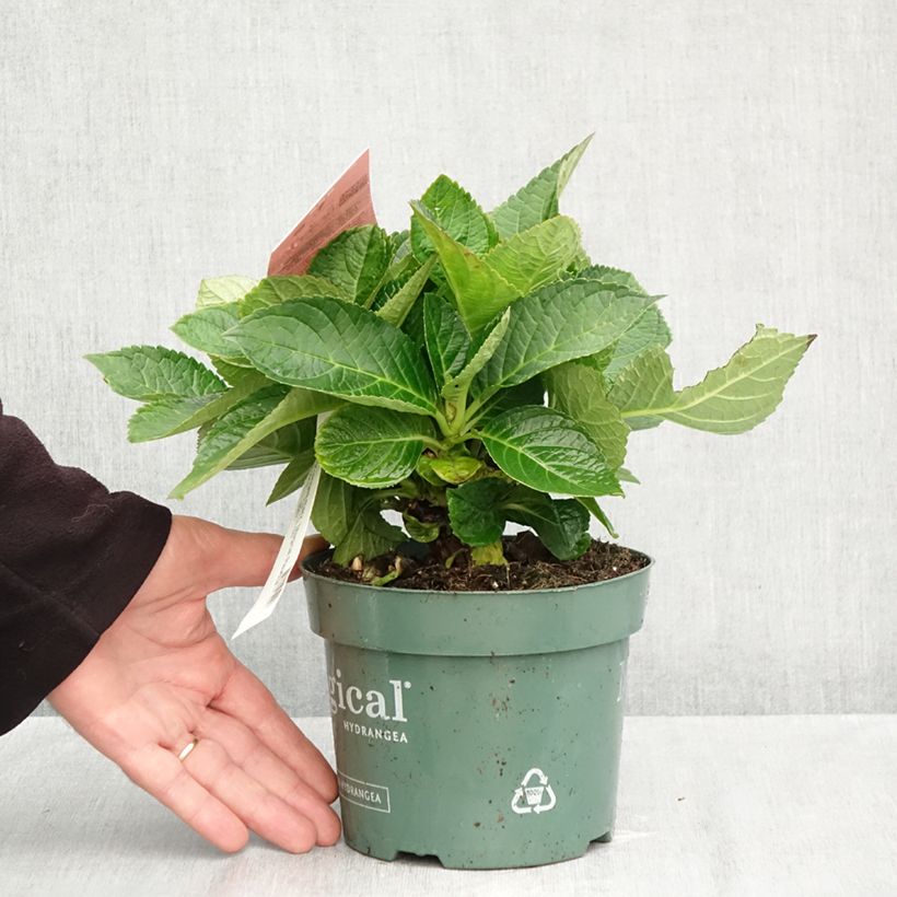 Esimerkki syksyllä toimitetusta Jalohortensia Magical Revolution Rose 2 litran/3 litran ruukku-taimesta