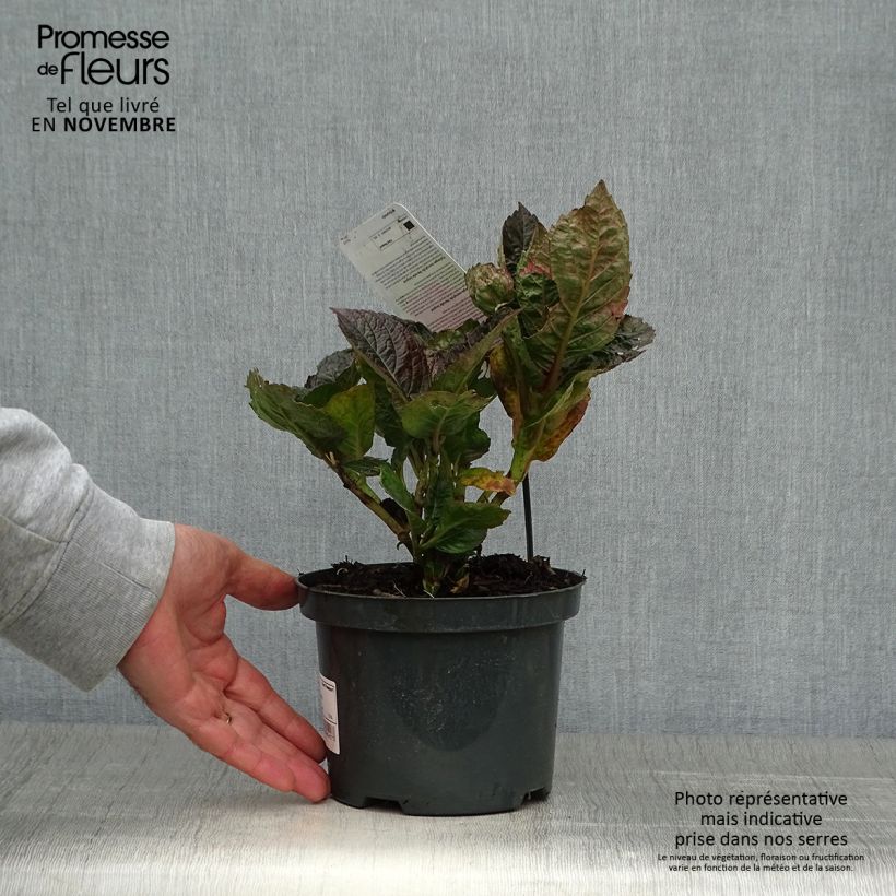 Esimerkki syksyllä toimitetusta Jalohortensia Merveille Sanguine 2 litran/3 litran ruukku-taimesta