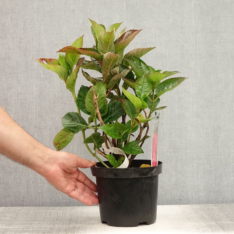 Esimerkki kesällä toimitetusta Hortensia - Hydrangea macrophylla Merveille Sanguine Pot de 2L/3L-taimesta