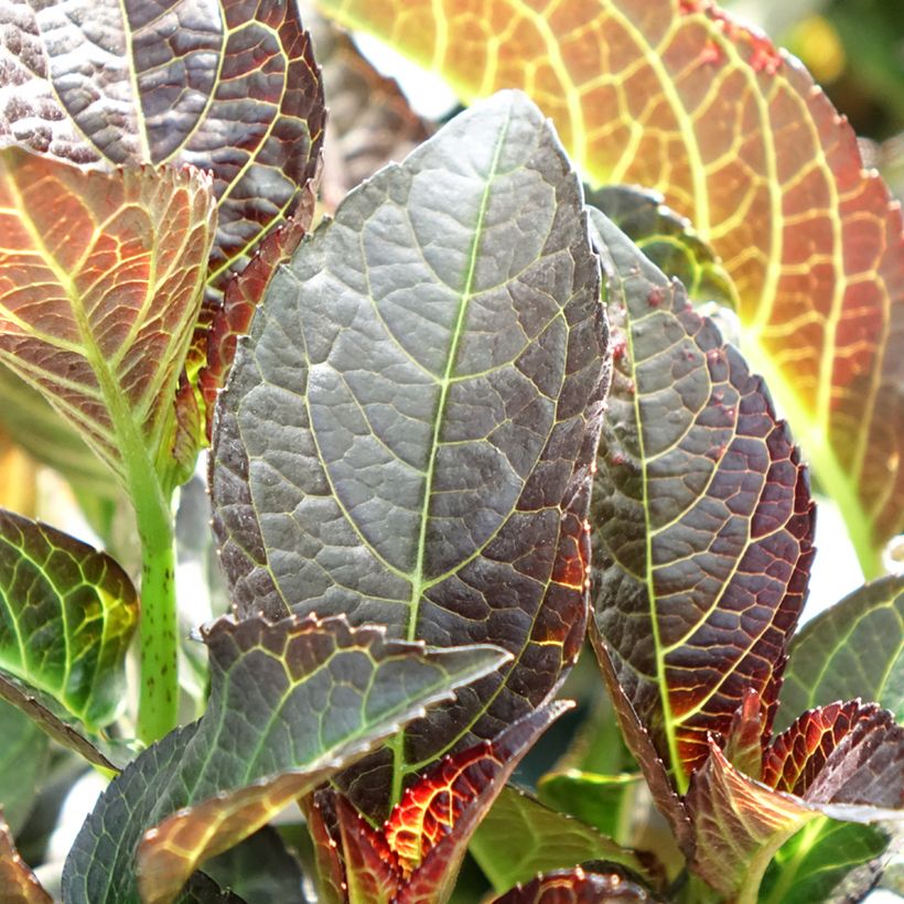 Jalohortensia Midnight Pearl - Black Diamonds Serie (Lehvistö)