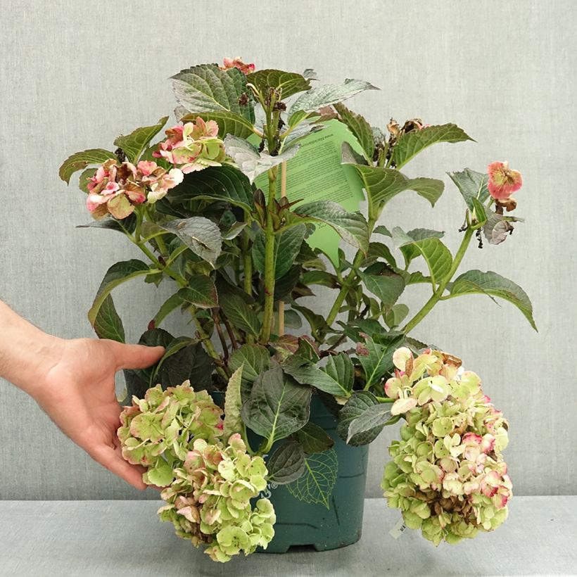 Esimerkki kesällä toimitetusta Jalohortensia Midnight Pearl - Black Diamonds Serie 4 litran/5 litran ruukku-taimesta
