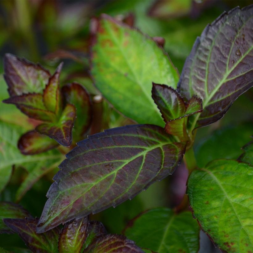 Jalohortensia Mirai (Lehvistö)