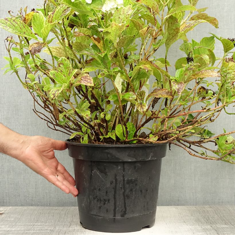 Esimerkki kesällä toimitetusta Jalohortensia Mme Emile Mouillière 7,5 litran / 10 litran ruukku-taimesta