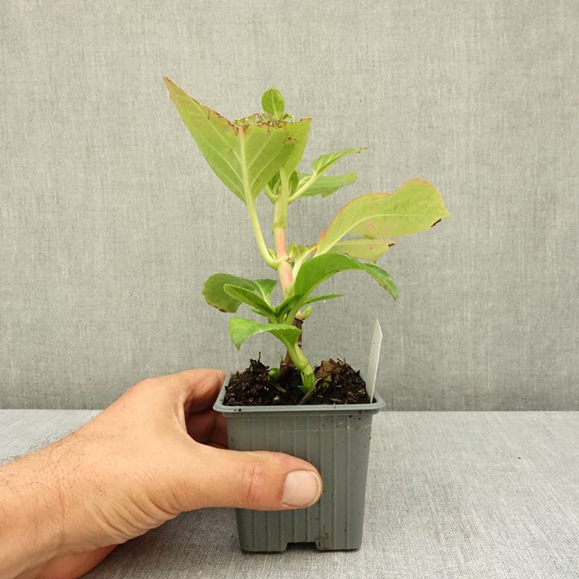 Esimerkki kesällä toimitetusta Jalohortensia Mme Emile Mouillière 8/9 cm taimiruukku-taimesta