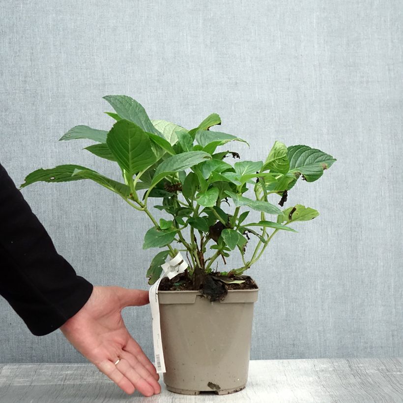 Esimerkki syksyllä toimitetusta Jalohortensia Mousmee 2 litran/3 litran ruukku-taimesta