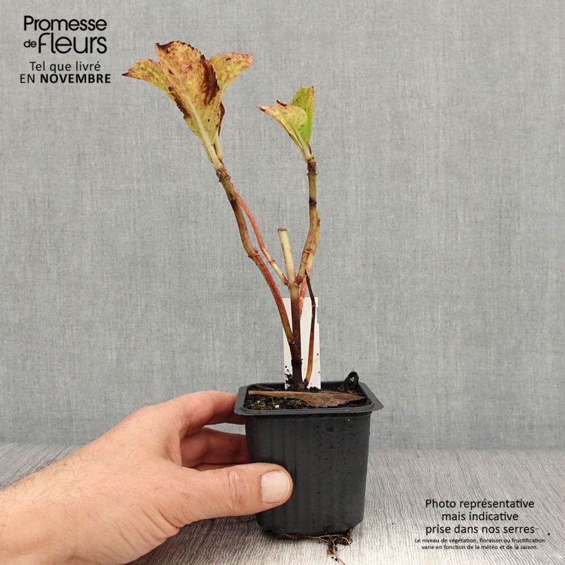 Esimerkki syksyllä toimitetusta Jalohortensia Nikko Blue 8/9 cm taimiruukku-taimesta