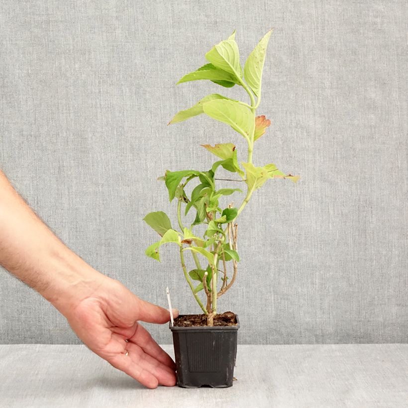 Esimerkki kesällä toimitetusta Jalohortensia Nikko Blue 8/9 cm taimiruukku-taimesta