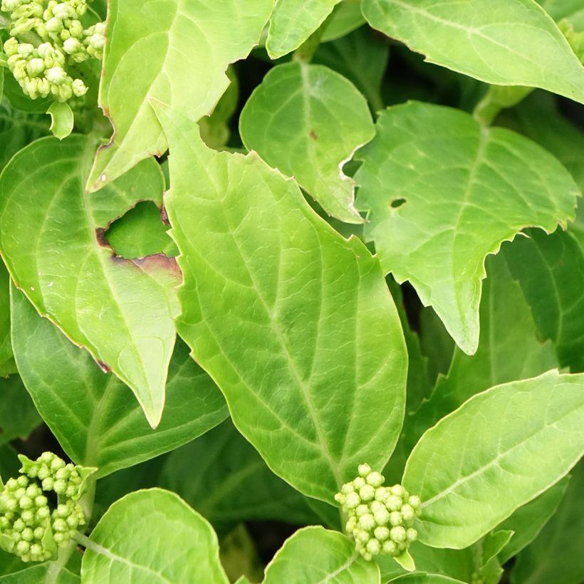 Jalohortensia Pia (Lehvistö)