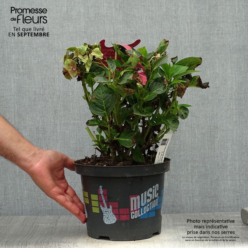 Esimerkki syksyllä toimitetusta Jalohortensia Pink Pop 4 litran/5 litran ruukku-taimesta