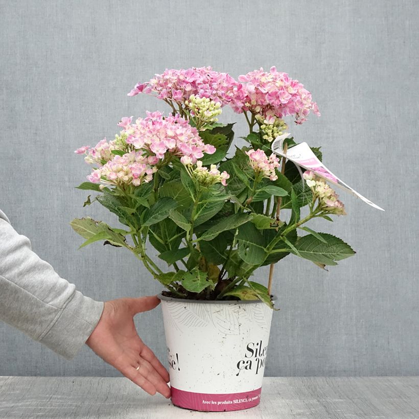 Esimerkki kesällä toimitetusta Jalohortensia Pinky Binder 4 litran/5 litran ruukku-taimesta