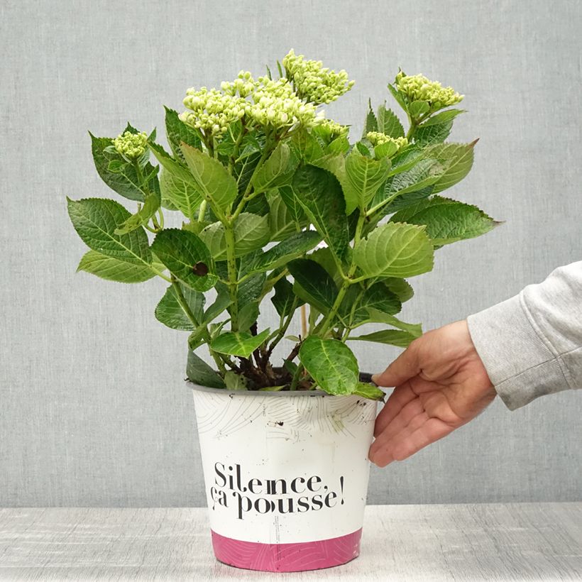 Esimerkki keväällä toimitetusta Jalohortensia Pinky Binder 4 litran/5 litran ruukku-taimesta