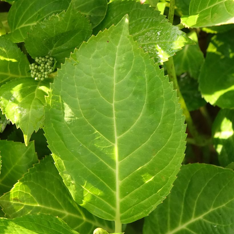 Jalohortensia Rahic (Lehvistö)